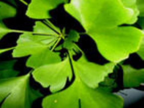 Ginkgo Leaf Extract  